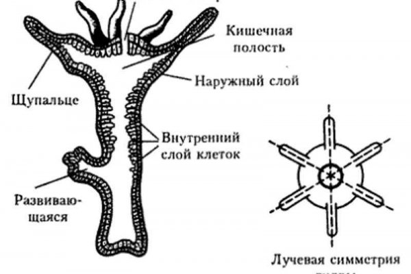 Кракен маркет тор